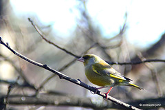 Greenfinch - summoning up the courage to land on the bird feeder