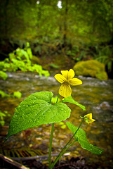 Yellow Flower at the Edge of the Applegate River, S. Oregon