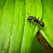 Ant on Trillium Leaf