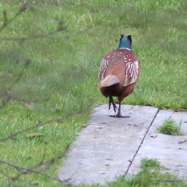 Fred the Cock Pheasant out for his afternoon stroll round the pond.