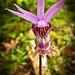 fairy slipper orchid
