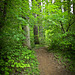 Trail with Green Forest