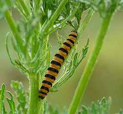 Cinnabar Moth Caterpillar -Top