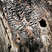 Burned Bark Texture