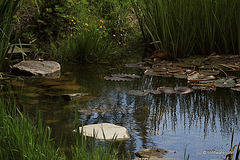 Stepping stones and waterlilies