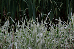 Wild grasses by the pond