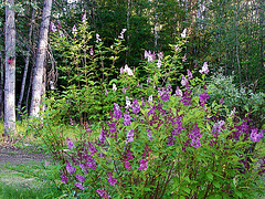 lilacs in late evening