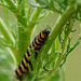 Cinnabar Moth Caterpillar -Face