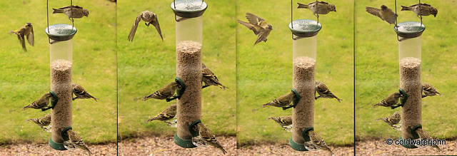 Siskin on the wing 6085389719 o