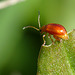 Red Beetle Longitarsus sp.