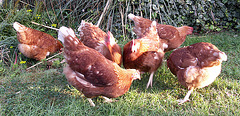 Six hens
