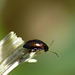 Beetle Longitarsus sp.