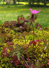 Geranium robertianum, Géranium herbe-à-Robert (Géraniacées), Lot, France