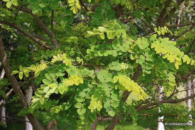 Robinia Pseudoacacia - July foliage
