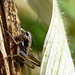 Dark Bush-cricket Nymph
