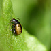Gold & Black Beetle Longitarsus sp