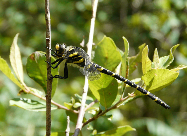 Gold-ringed Dragonfly Male 4