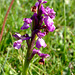 Green-winged Orchid