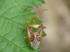 Juniper Shieldbug 2