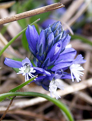 Tiny blue flowers 2
