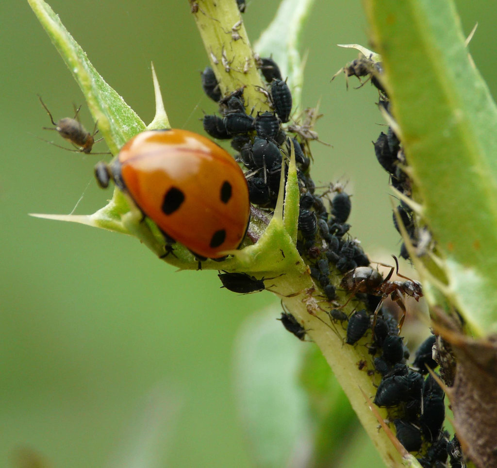 Ladybird with Aphids and Ant