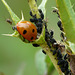 Ladybird with Aphids and Ant