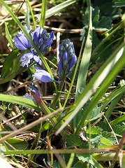 Tiny blue flowers 1