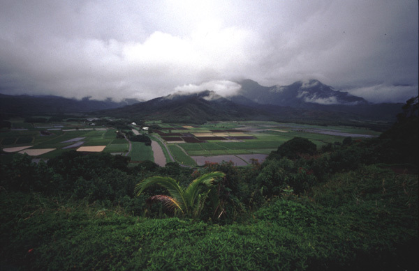 Kauai Hanalei Valley Taro Paddy Fields