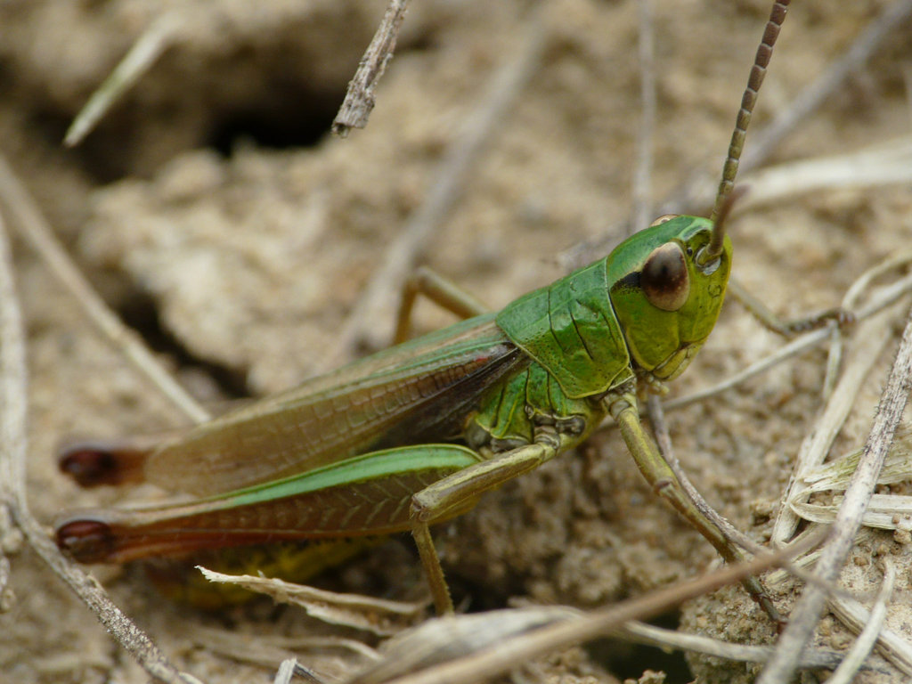 Meadow Grasshopper Male