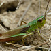 Meadow Grasshopper Male