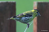 Siskin on the Wire