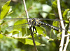Gold-ringed Dragonfly Male 5