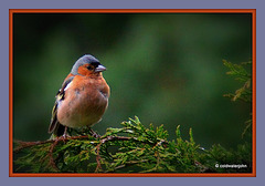 Chaffinch waiting in the breakfast queue
