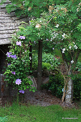 Clematis Arch by Gazebo