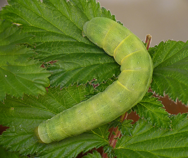 Patio Life: Powdered Quaker Caterpillar Top