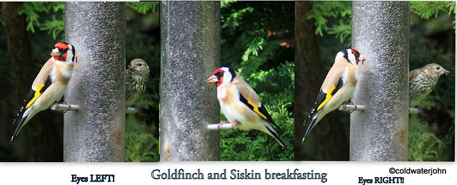 Goldfinch and siskin breakfasting on niger seeds 5862478763 o