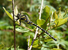 Gold-ringed Dragonfly Male 7
