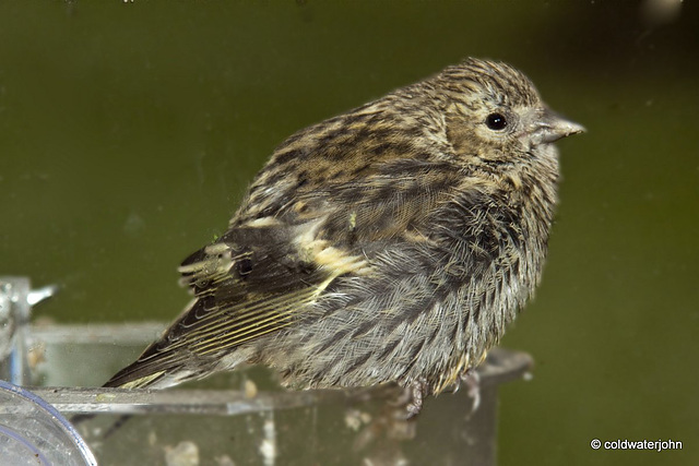 Young Siskin sheltering from the Rain