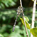 Gold-ringed Dragonfly Male 1