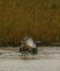 Common Seal Making a Splash