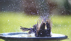 Blackbird having a vigorous bath!