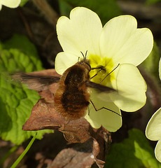 Beefly on Primrose
