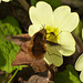 Beefly on Primrose