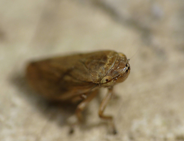 Froghopper