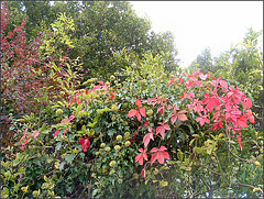 autumn hedge