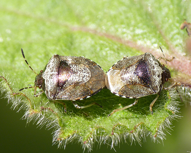 Woundwort Shieldbugs Mating Pair