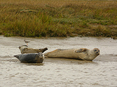 Common Seals