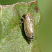 Little Bug -Example 1c
