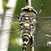 Gold-ringed Dragonfly Male 2