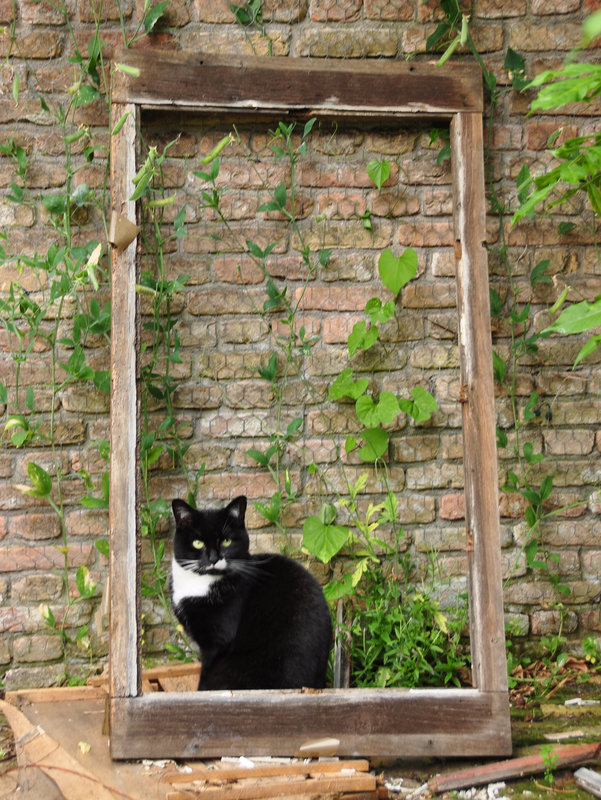 Cat in a frame